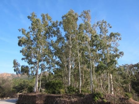بذور شجرة الكين ( Eucalyptus )