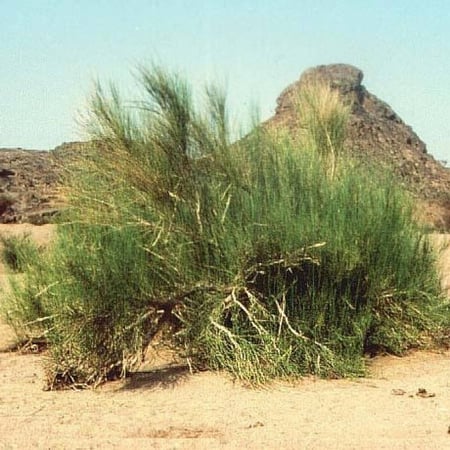 بذور نبات العراد ( Acacia etbaica )