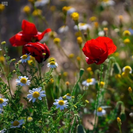 بذور نبات الديدحان ( Papaver glaucum )