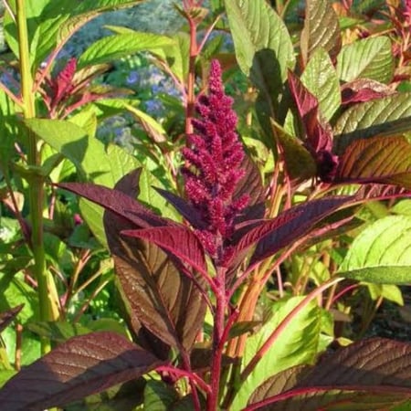 بذور أمرنتس أحمر ( Amaranthus cruentus )