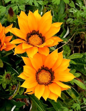 بذور زهرة الجازانيا ( Gazania )