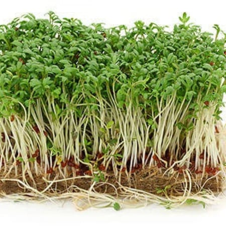 شتلات حب الرشاد