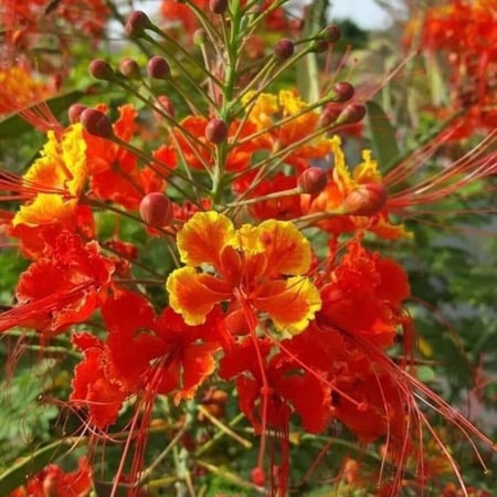 زهرة السيسالبينيا الحمراء