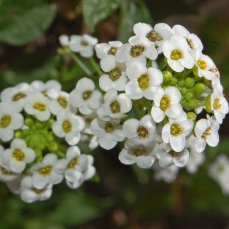 بذور زهور الأليسم - Lobularia maritima