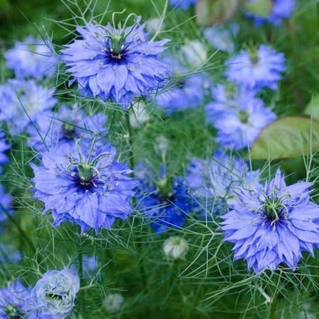 بذور الحبة السوداء-حبة البركة- ( NIGELLA SATIVA )