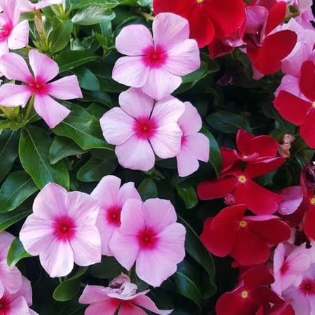بذور زهرة البفته - الألونكا ( Catharanthus roseus )