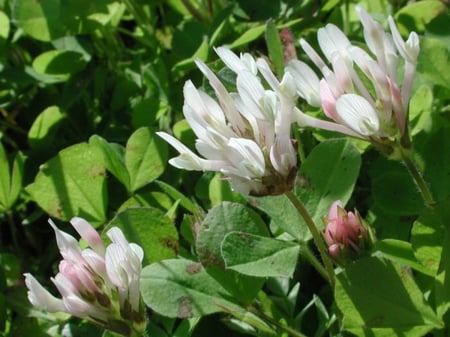 بذور عشبة النفل ( Trifolium )