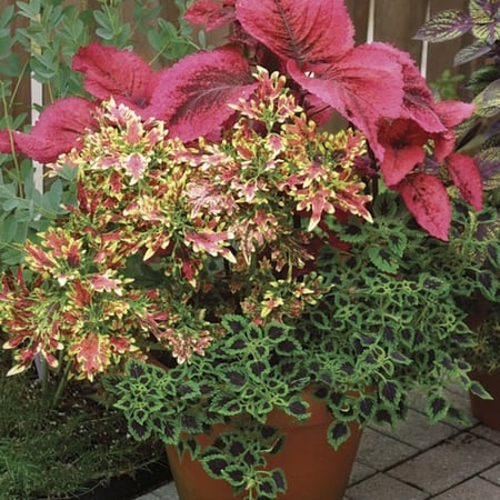(Coleus Blume) بذور زهرة السجاد