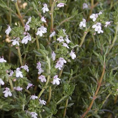 بذور عشبة الزعتر ( Thymus vulgaris )