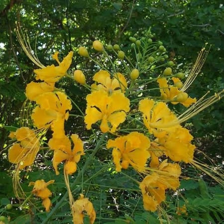 بذور شجيرة سيسالبينيا أو شوارب الملك ( Caesalpinia pulcherrima )