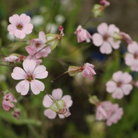 بذور الدهدهان Vaccaria Hispanica