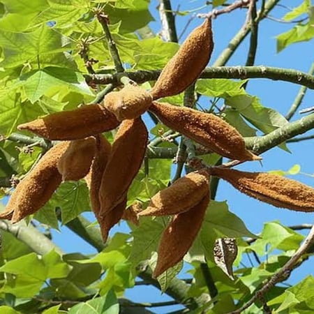 بذور شجرة استركوليا لوريدا ( Brachychiton discolor )