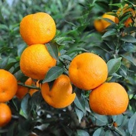 بذور النارنج  ( CITRUS AURANTIUM