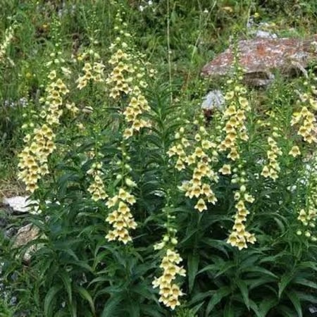 بذور زهرة القمعية الأرجوانية (مخلوط)