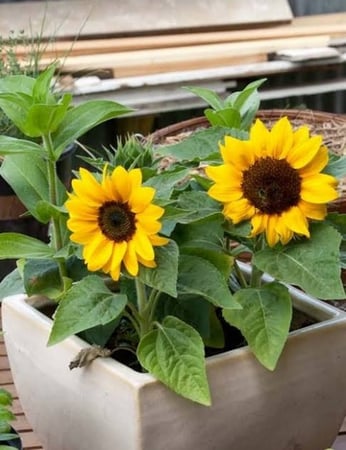 بذور دوار الشمس قزمي ( Helianthus annuus )