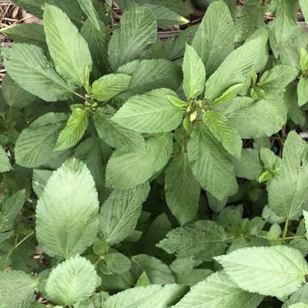 بذور نبات الملوخية ( Corchorus olitorius )