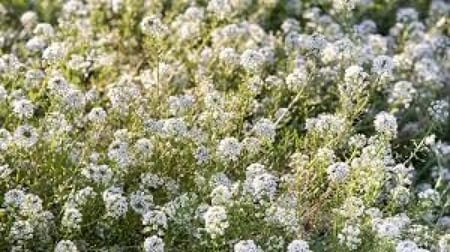 بذور زهور الأليسم - Lobularia maritima