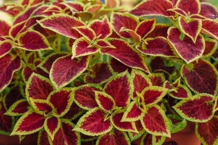(Coleus Blume) بذور زهرة السجاد