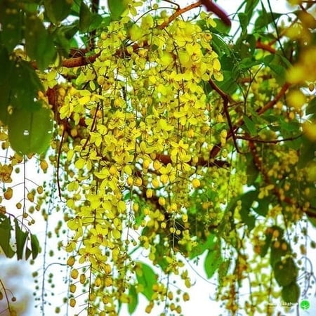 بذور شجرة المطر الذهبية Koelreuteria Paniculata