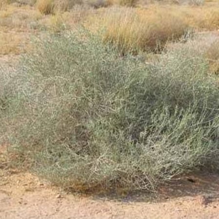 بذور شجيرة الرمث ( Haloxylon salicornicum )