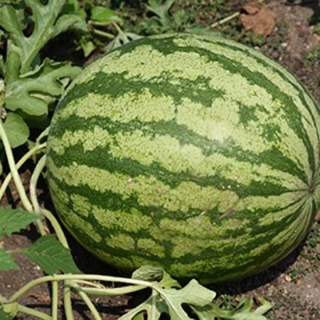 بذور بطيخ أحمر كروي (  Citrullus lanatus )