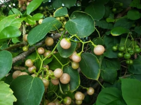 بذور البمبر ( Cordia dichotoma )