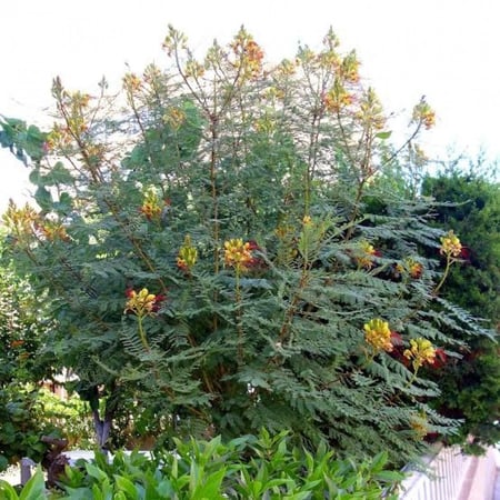 بذور شجيرة سيسالبينيا أو شوارب الملك ( Caesalpinia pulcherrima )