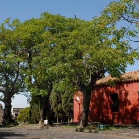 بذور شجرة الزنزلخت جملة ( Melia azedarach )