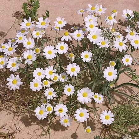 بذور القحويان البري ( anthemis deserti )