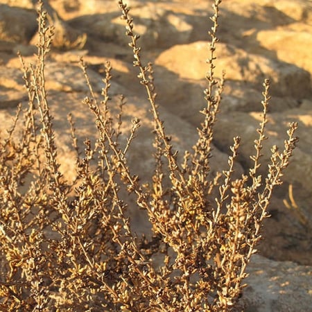 بذور الشعران ( Agathophora alopecuroides )