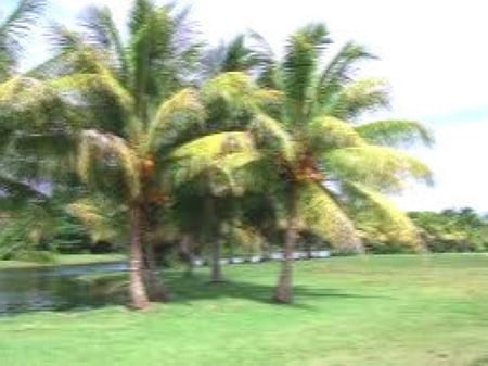 بذور نخيل السابال ذيل الطاوس  (Sabal palmetto)