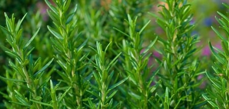 بذور اكليل الجبل - روز ماري ( Rosmarinus officinalis )