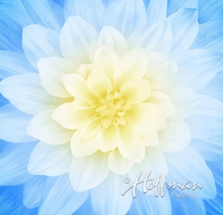 قطعة قماش - اللوتس Dream Big