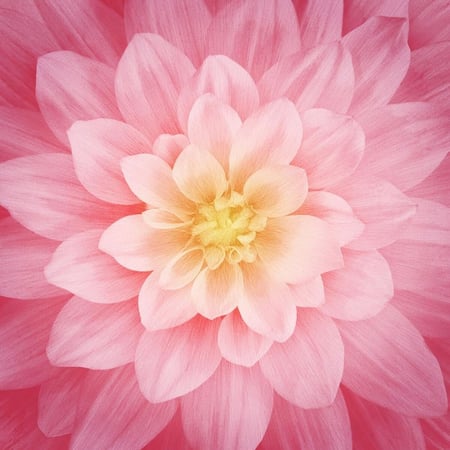 قطعة قماش - اللوتس Dream Big