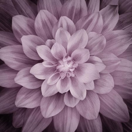 قطعة قماش - اللوتس Dream Big