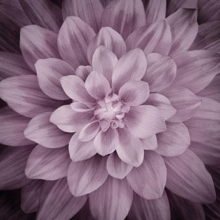 قطعة قماش - اللوتس Dream Big