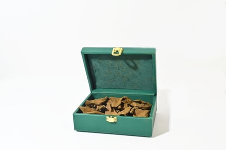 عود المطانيخ