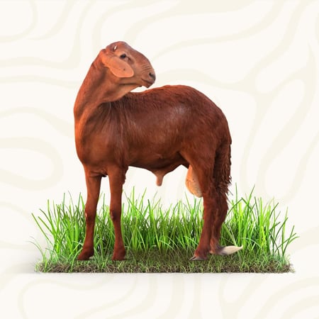 عقيقة سواكني حمري وسط جبر (18-21) كيلو