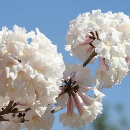 بذور شجرة التابوبيا البيضاء ( Tabebuia roseo-alba )