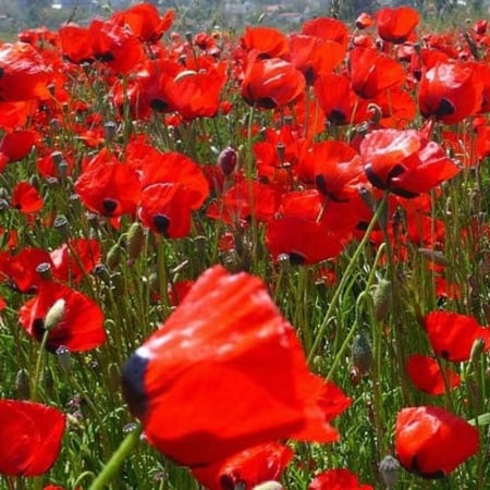 بذور زهور الديدحان الأحمر - شقائق النعمان ( Papaver glaucum )