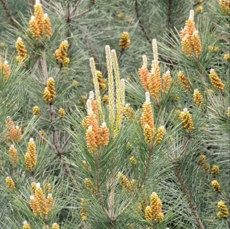 بذور شجرة الصنوبر الثمري ( Pinus pinea )