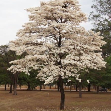 بذور شجرة التابوبيا البيضاء ( Tabebuia roseo-alba )
