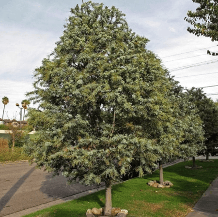 بذور شجرة أكاسيا بيليانا ( Acacia baileyana )