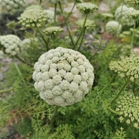 بذور عشبة الخلة البلدي ( Ammi visnaga )