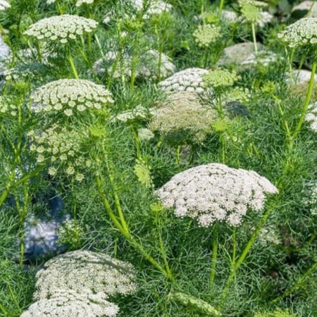 بذور عشبة الخلة البلدي ( Ammi visnaga )