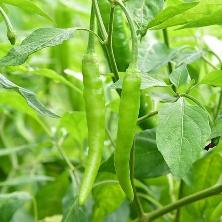 بذور الفلفل الهندي الحار الأخضر ( Capsicum annuum )