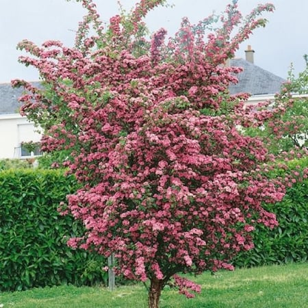 بذور شجرة الزعرور الانجليزي ( Crataegus laevigata )
