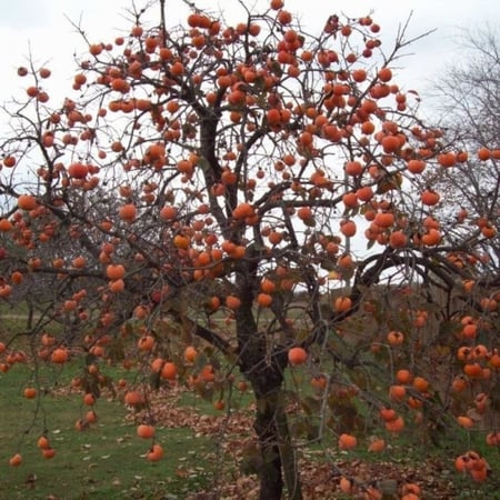 بذور فاكهة الكاكا ( Diospyros virginiana )