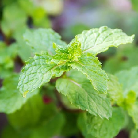 بذور النعناع البلدي ( Mentha )