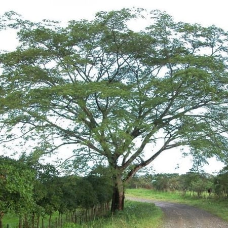 بذور شجرة انترلوبيوم ( Enterolobium )